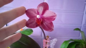 32.Фаленопсис Salu's Fragrancy