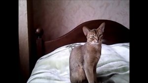 Абиссинская кошка(