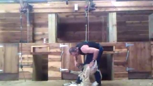 Новая Зеландия, Agrodome. Стрижка овец смотреть онлайн