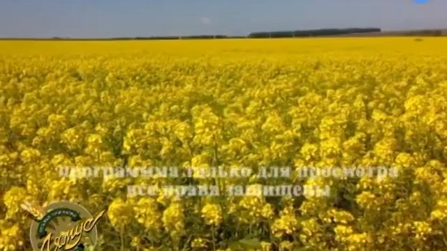 Стародавние блюда №5 смотреть онлайн