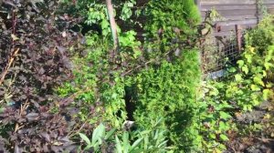 Обзор цветника. Гортензии, хвойные, пузыреплодники, дёрен.