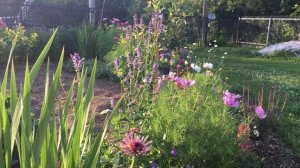 Лофант (агастахе) анисовый , лофант мятный .