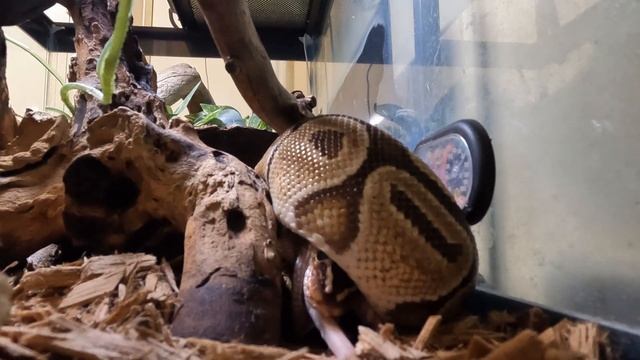 Feeding My Ball Python смотреть онлайн