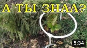 Укрываем ГОРТЕНЗИЮ на зиму: ПРОСТО и НАДЕЖНО