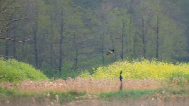 ДИКАРЕМ на РЫБАЛКУ.  Разведка на ДИКОЙ РЕЧУШКЕ.  Шаг в тишину.  РЫБАЛКА в БЕЛАРУСИ. смотреть онлайн