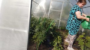 ПРОСТАЯ ЖИЗНЬ//? Заморозки//УКРЫВАЕМ ОГУРЕЧНЫЕ ГРЯДКИ