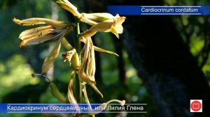 К – Кардиокринум сердцевидный
