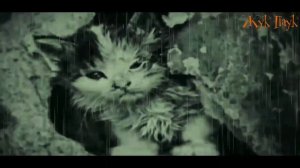 Грустная история про кота.