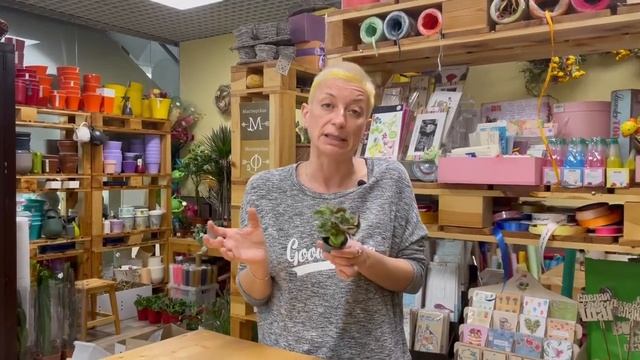 Сингониум Мария - шоколадная малышка | Сравниваем два сорта сингониума