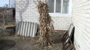 Укрытие деревьев на зиму  укутывание молодых деревьев на зиму