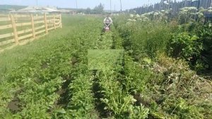 Чудо природы, окучиваем картошку мотоблоком Брайт 105,способ избавления от луковой мушки без химии.