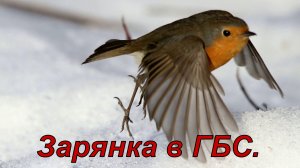 Заряночка из ГБС..mov