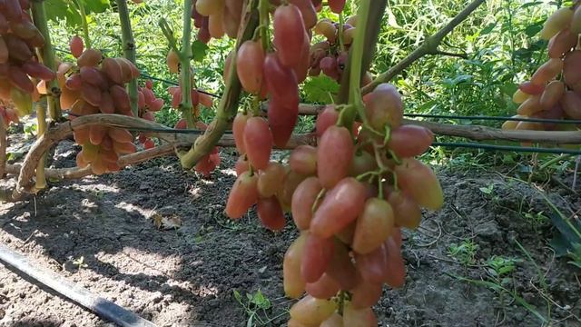 Виноград Экскалибур 2021г смотреть онлайн