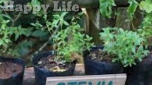 Farming Of Herbal Plants Stevia