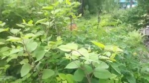 Бамбук сибирский