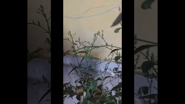 Kalmegh Plant (Andrographis paniculata)  , its flowers, pods & seeds : An update
