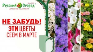 В марте нужно сеять не только #томаты, но еще и эти #цветы