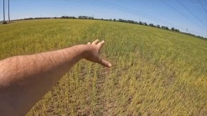 Озимый рапс на минималках. Урожайность рапса без удобрений, фунгицидов, Гербицидов и обработки почв