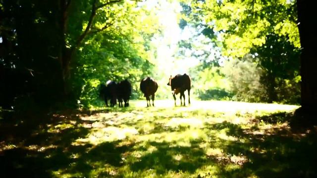 Неожиданный визит Unexpected visit. смотреть онлайн