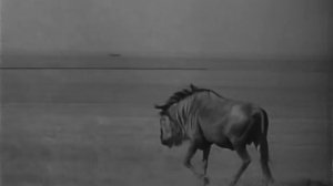 Аскания - Нова / 1937