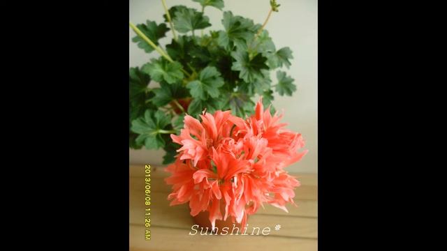 17. Bronze Butterfly 브론즈 버터플라이 Pelargonium смотреть онлайн