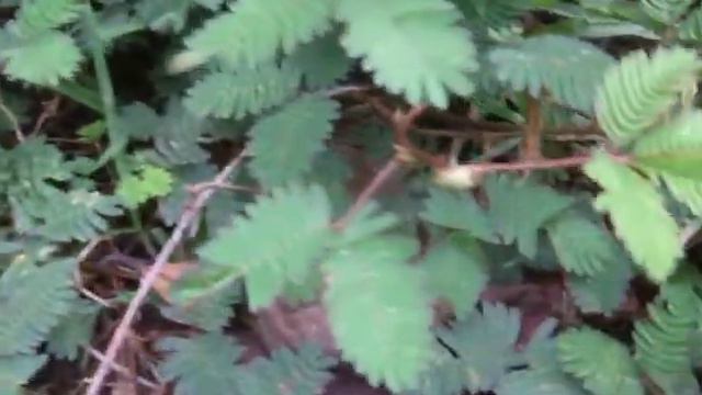 Faszinierende Pflanze смотреть онлайн