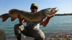 На живца трофейная щука.