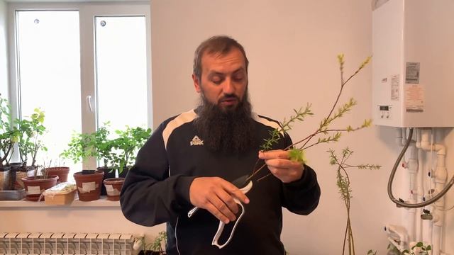 Ива "Шверина Улучшенная"  ЧЕРЕНКОВАНИЕ Salix 'Schwerina Ulutschennaja' ? обзор  как сажать, саженцы