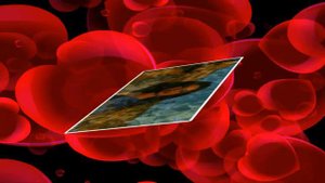 !Тюльпаны" Viktor Sedov   avtor  Ion  Suruchanu