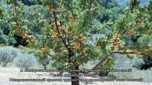 Болезни абрикосовых деревьев и их лечение – фото и описание признаков