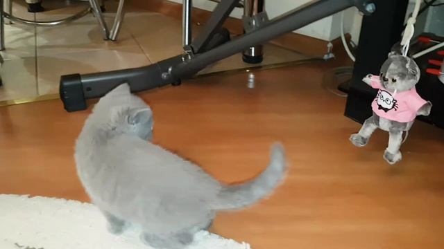 Котёнок обижает кота. смотреть онлайн