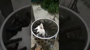 Ощипка бройлера бильными пальцами кольцо и сфера с нашего сайта хорошая-ферма.рф