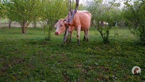 Пирог Азербайджанская Кухня Деревенская Кухня  Рецепты
