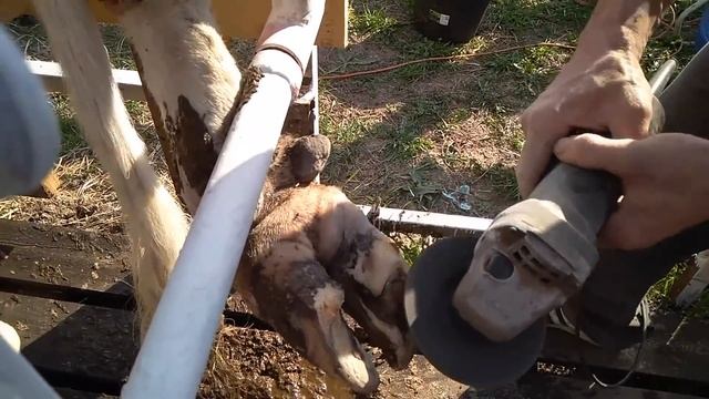 Копытная гниль, станок