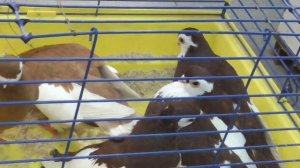 Большая  Ярмарка голубей. Рязань 26 марта 2022 года. (1 серия) Праздник для голубевода.