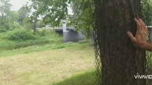 Цветёт настоящий каштан!