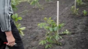 Грецкий орех, формирование и обрезка однолеток