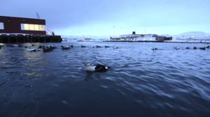 King Eider floating photo hide in Båtsfjord  - Feb 2014 Biotope