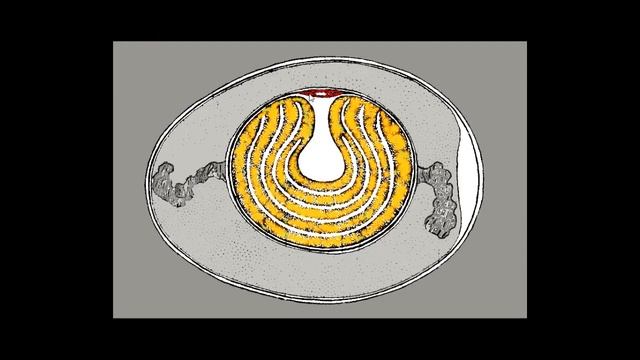 Строение куриного яйца / Egg structure