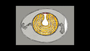 Строение куриного яйца / Egg structure