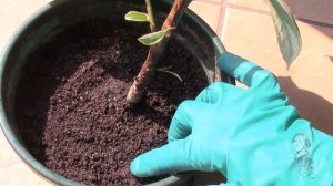 КОМАРИКИ В ГРУНТЕ С КОМНАТНЫМИ РАСТЕНИЯМИ.  ЕСТЬ ХОРОШИЙ РЕЗУЛЬТАТ ПО БОРЬБЕ С НИМИ!