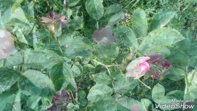 Цветёт шиповник. Blooming rose.