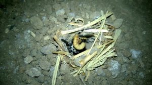 Wolf Spider hunting (Lycosa Tarantula)