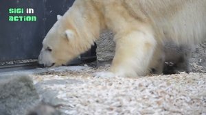 Eisbärenzwillinge erkunden das Freigelände @ Tierpark Hellabrunn (polarbears munich)