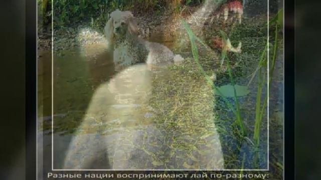 Интересные факты  о наших братьях меньших