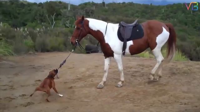 Лошади и собаки смотреть онлайн