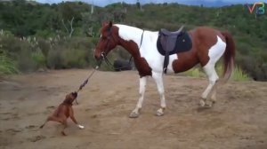 Лошади и собаки