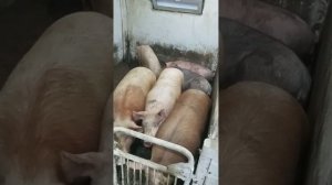 новый сарай для свиней