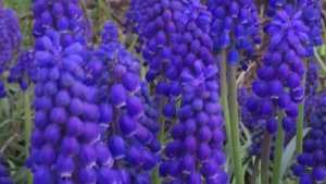 СУПЕР ЭФФЕКТНЫЕ ЛУКОВИЧНЫЕ с СИНИМИ ЦВЕТАМИ УКРАСЯТ ВЕСЕННИЙ САД. ПОСАДИТЕ ИХ ОБЯЗАТЕЛЬНО.