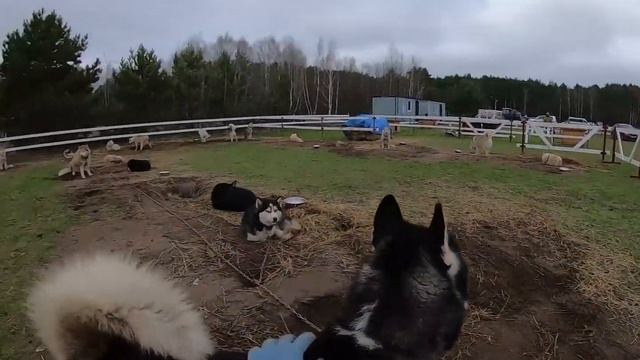 В гостях у хаски! Питомник Северных ездовых чемпионов России - "Стая Люпина"!!! смотреть онлайн